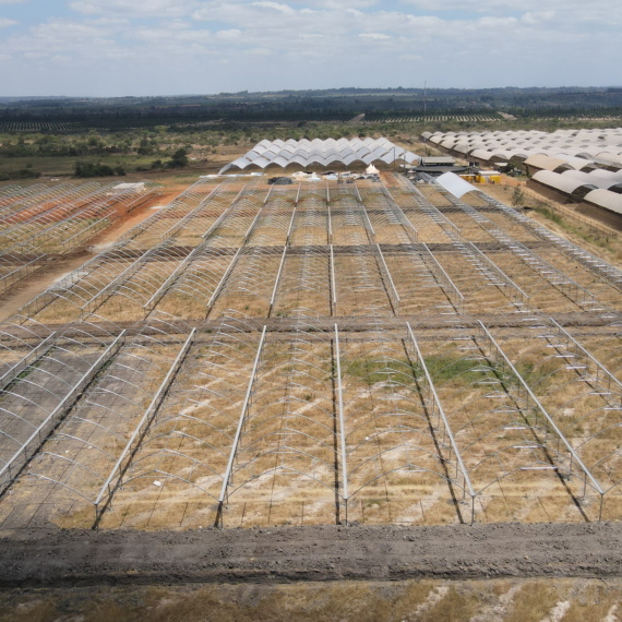 Kakuzi breaks ground for new Blueberry production orchards