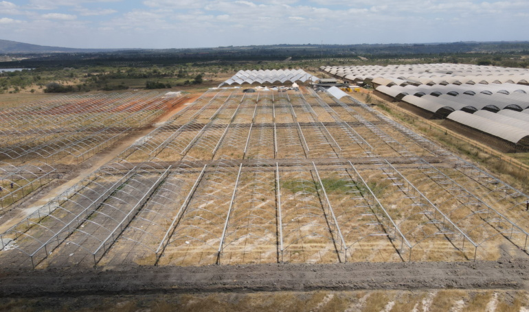 an aerial view of the new kakuzi blueberry orchards